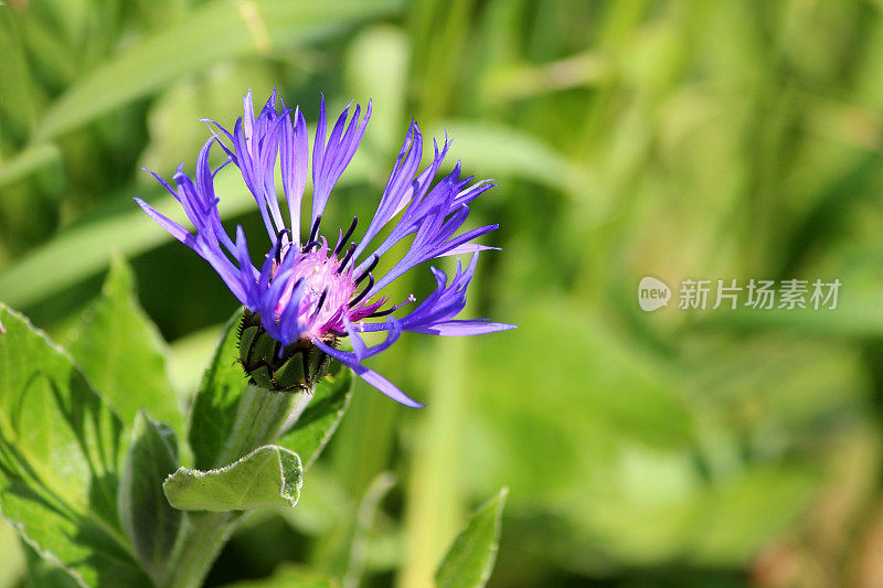 蓝色/紫色矢车菊(矢车菊)近照